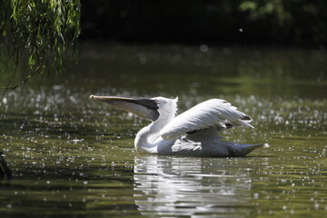 Pelikan im Wasser