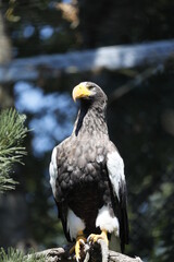 Adler