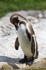 Pinguin