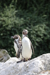 Pinguin