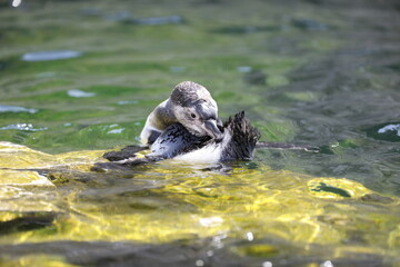 Pinguin im Wasser