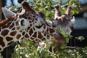 Giraffe Kopf