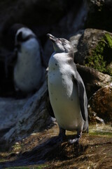 Pinguin