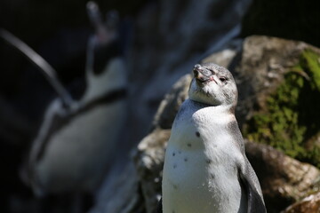 Pinguin