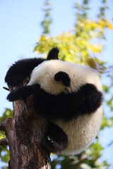 Panda in Baum