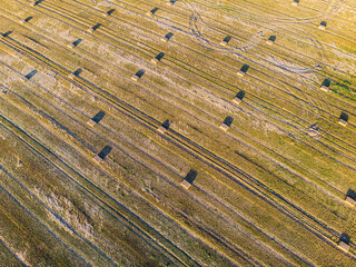 Aerial view of an agricultural fields in the sunset light, Belarus. Drone aerial view