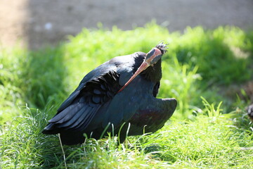 Waldrapp