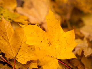 Colorful and vibrant, yellow and red leaves in autumn