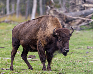 Bison Stock Photo and Image.  Close-up view walking in the field with a blur forest background displaying large body and horns in its environment and habitat surrounding. Buffalo Picture.