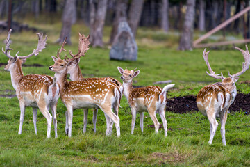 Naklejka na ściany i meble Deer Stock Photo. Fallow Deer Image close-up profile view in the field with grass and trees background in their environment and surrounding habitat.