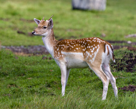 Deer Stock Photo.  Close-up profile view in the field with grass and blur background in his environment and surrounding habitat. Fallow Deer Image.