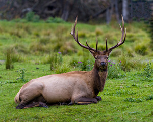 Naklejka na ściany i meble Elk Stock Photo and Image. Close-up profile view resting in the field with a blur background in its environment and habitat surrounding looking at camera.