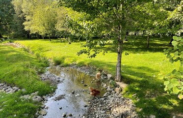 Rural scene, with a small stream and hens, in a large green pasture near, Kettlewell, Skipton, UK