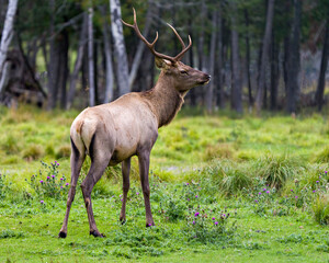 Naklejka na ściany i meble Elk Stock Photo and Image. Close-up profile view with a forest background and wildflowers foliage in its environment and habitat surrounding.