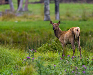 Elk Stock Photo and Image. Elk baby close-up profile view in the field with wild flowers foliage in its environment and habitat surrounding.