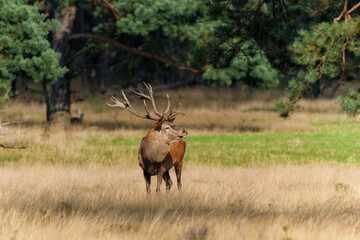 Naklejka na ściany i meble Red deer (Cervus elaphus) stag trying to impress the females at the beginning of the rutting season in the forest of National Park Hoge Veluwe in the Netherlands 