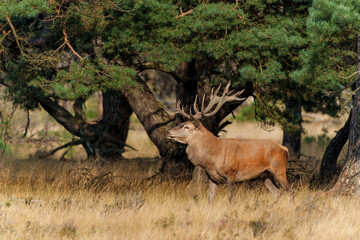 Red deer (Cervus elaphus) stag trying to impress the females at the beginning of the rutting season in the forest of National Park Hoge Veluwe in the Netherlands                     