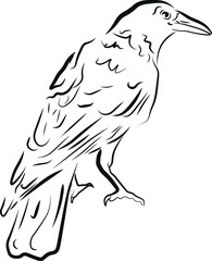skull with raven vector illustration
