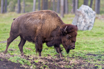 Bison Stock Photo and Image. Close-up side view walking in the field with a blur forest background displaying large body and horns in its environment and habitat surrounding. Buffalo Picture.