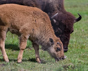 Selbstklebende Fototapeten Bison Stock Photo and Image. Bison adult with baby bison close-up view in the field in their environment and habitat surrounding with a blur foliage background. Buffalo Picture. ©  Aline