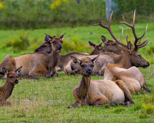 Naklejka na ściany i meble Elk Stock Photo and Image. Elk group close-up profile view resting in the field with blur background in their environment and habitat surrounding.