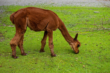 Beautiful young brown llama is eating green grass
