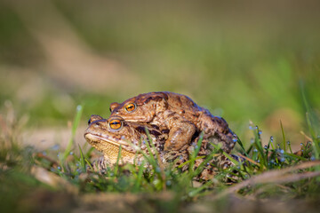 A closeup shot of lovely toads or frogs copulating on the grass at sunrise or sunset.
