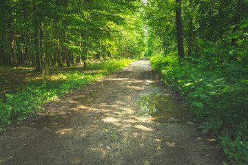 Puddles on the road in the green forest