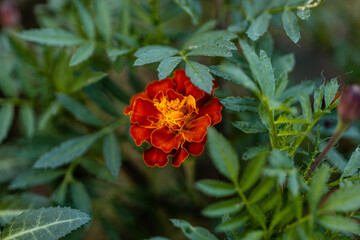 길가에 핀 꽃
넌 이름이 뭐니!?