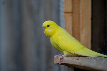 Ein gelber Wellensittich mit roten Augen sitzt auf dem Ast