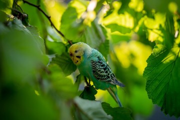 Ein grün gelber Wellensittich sitzt auf einem Ast umringt von Blättern