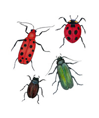 Colored beetles painted in watercolor. Seven-point cow beetle, Baby beetle, Spanish Fly, Blister, Red Milk beetle, dung beetle.