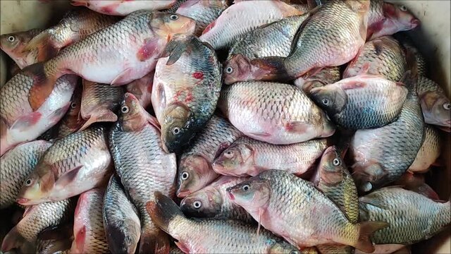 huge pile of common carp fish cyprinus carpio harvesting from farming pond in india