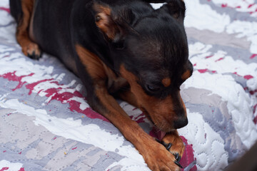 Miniature Pinscher licking its paw in the room. Close up.