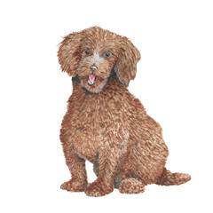 Dog illustration: Poodle breed. Watercolor, isolated.