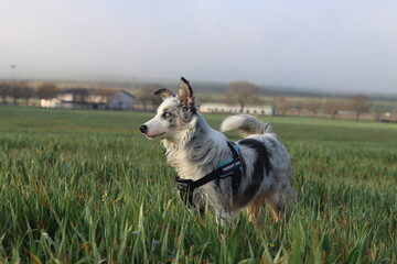 Border Collie en el parque