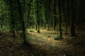 A dark and gloomy forest with green leaves
