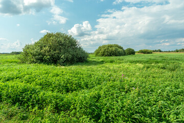 Bushes on the green meadow and clouds on the sky