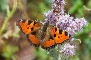 Nymphalidae / Aglais / Small Tortoiseshell / Aglais urticae