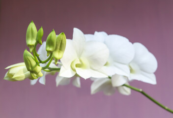 white orchid with green buds