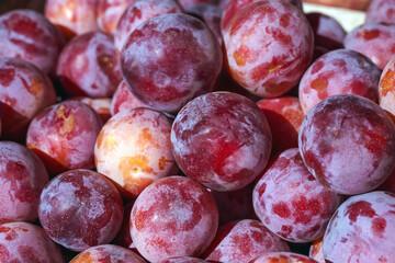 autumn harvest of fresh ripe plums. background, food texture or wallpaper.
