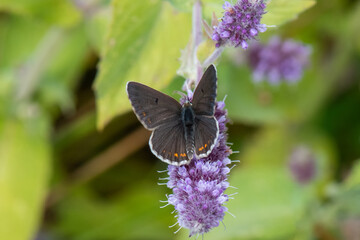 Lycaenidae / Çokgözlü Esmer / / Polyommatus agestis