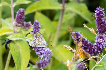 Lycaenidae / Çokgözlü Esmer / / Polyommatus agestis