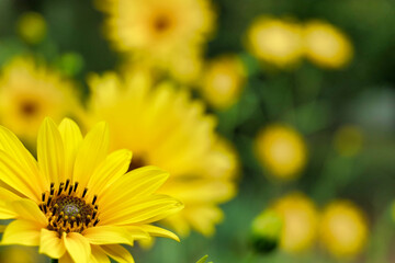Close up of the head of a yellow daisy, also known as Helenium, bursting into bloom
