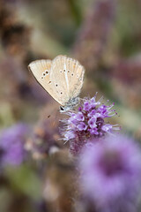 Lycaenidae / Ripart`ın Anormal Çokgözlüsü / / Polyommatus ripartii