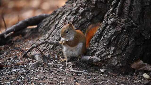 American red squirrel ((Tamiasciurus hudsonicus) known as the pine squirrel, North American red squirrel and chickaree.
