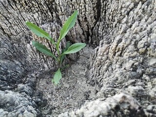 seedling sticking out of the rock