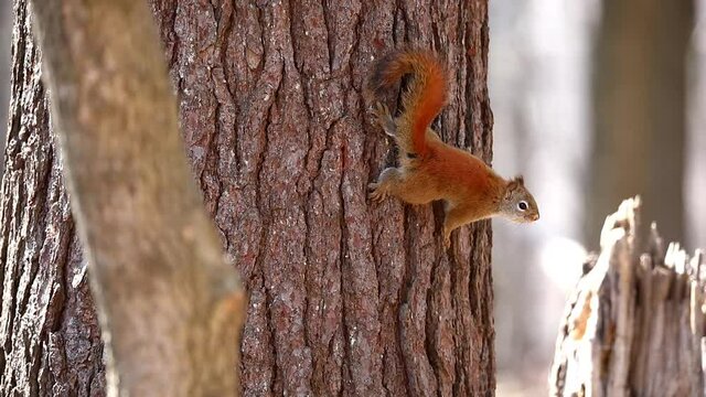 American red squirrel ((Tamiasciurus hudsonicus) known as the pine squirrel, North American red squirrel and chickaree.