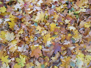 Autumn in the forest. Red, yellow and orange leaves in the autumn forest. Autumn in the city.