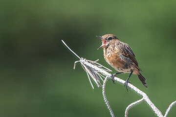 Taşkuşu » European Stonechat » Saxicola rubicola